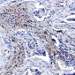 Lysozyme Rabbit mAb ABZ5241