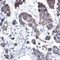 Cytokeratin 8 Rabbit mAb ABZ5242