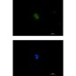 Plastin L Rabbit mAb ABZ5244