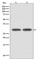 VDAC1/Porin Rabbit mAb ABZ5247