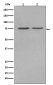 Alkaline Phosphatase Rabbit mAb ABZ5248