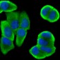 Bcl 2 Rabbit mAb ABZ5249