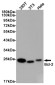 Bcl 2 Rabbit mAb ABZ5249