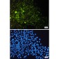 CD9 Rabbit mAb ABZ5251