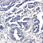 CD9 Rabbit mAb ABZ5251
