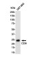 CD9 Rabbit mAb ABZ5251