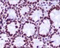 Hydroxyl-Histone H2A (Tyr39) Rabbit mAb ABZ5258