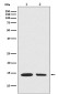 Hydroxyl-Histone H2A (Tyr39) Rabbit mAb ABZ5258