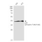Phospho-p38 MAPK (Thr180/Tyr182) Rabbit mAb ABZ5259