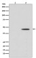 Phospho-MEK1 (Ser298) Rabbit mAb ABZ5261