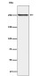 Phospho-mTOR (Ser2448) Rabbit mAb ABZ5264