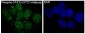 Phospho-STAT3 (Ser727) Rabbit mAb ABZ5267