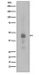 Phospho-CREB (Ser133) Rabbit mAb ABZ5271