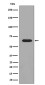 Phospho-PAK1/2/3 (Ser144/Ser141/Ser154) Rabbit mAb ABZ5276