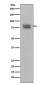 Phospho-c Myb (Ser11) Rabbit mAb ABZ5277