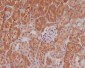 Phospho-eIF4E (Ser209) Rabbit mAb ABZ5278