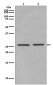 Phospho-eIF4E (Ser209) Rabbit mAb ABZ5278