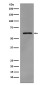 Phospho-Src (Tyr419) Rabbit mAb ABZ5280