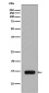 Phospho-Histone H2A (Ser129) Rabbit mAb ABZ5281