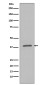 Phospho-IKB alpha (Ser32) Rabbit mAb ABZ5282