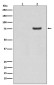 Phospho-Synapsin I (Ser9) Rabbit mAb ABZ5284