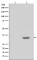 Phospho-CDK2 (Tyr15) Rabbit mAb ABZ5286