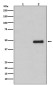Phospho-CDC37 (Ser13) Rabbit mAb ABZ5288