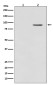 Phospho-BRAF (Thr401) Rabbit mAb ABZ5289