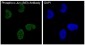 Phospho-c-Jun (Ser63) Rabbit mAb ABZ5290
