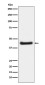 Phospho-c-Jun (Ser63) Rabbit mAb ABZ5290