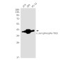 Phospho-c-Jun (Thr93) Rabbit mAb ABZ5292