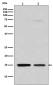 MonoMethyl-Histone H3 (Arg128) Rabbit mAb ABZ5298