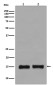 MonoMethyl-Histone H3 (Lys36) Rabbit mAb ABZ5299