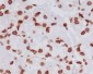 TriMethyl-Histone H4 (Lys20) Rabbit mAb ABZ5303