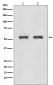 [KD]IRF3 Rabbit mAb ABZ5306