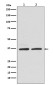 [KO]Rad51 Rabbit mAb ABZ5308