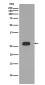 [KD]Prohibitin Rabbit mAb ABZ5310