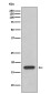[KD]Cyclophilin F Rabbit mAb ABZ5311