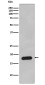 [KO]Cyclophilin B Rabbit mAb ABZ5314