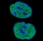 [KO]Histone H1 Rabbit mAb ABZ5317