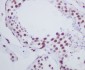 [KO]Histone H1 Rabbit mAb ABZ5317