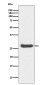[KO]Histone H1 Rabbit mAb ABZ5317