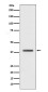 [KD]mH2A1 Rabbit mAb ABZ5322