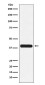 [KO]Glycophorin C Rabbit mAb ABZ5323