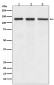 [KD]Integrin alpha V Rabbit mAb ABZ5326