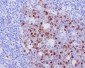 [KD]Aurora B Rabbit mAb ABZ5327
