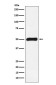 [KO]FKBP51 Rabbit mAb ABZ5330