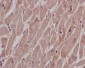 [KD]SHP2 Rabbit mAb ABZ5331
