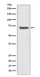[KD]SHP2 Rabbit mAb ABZ5331