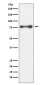 [KD]PKC delta Rabbit mAb ABZ5332